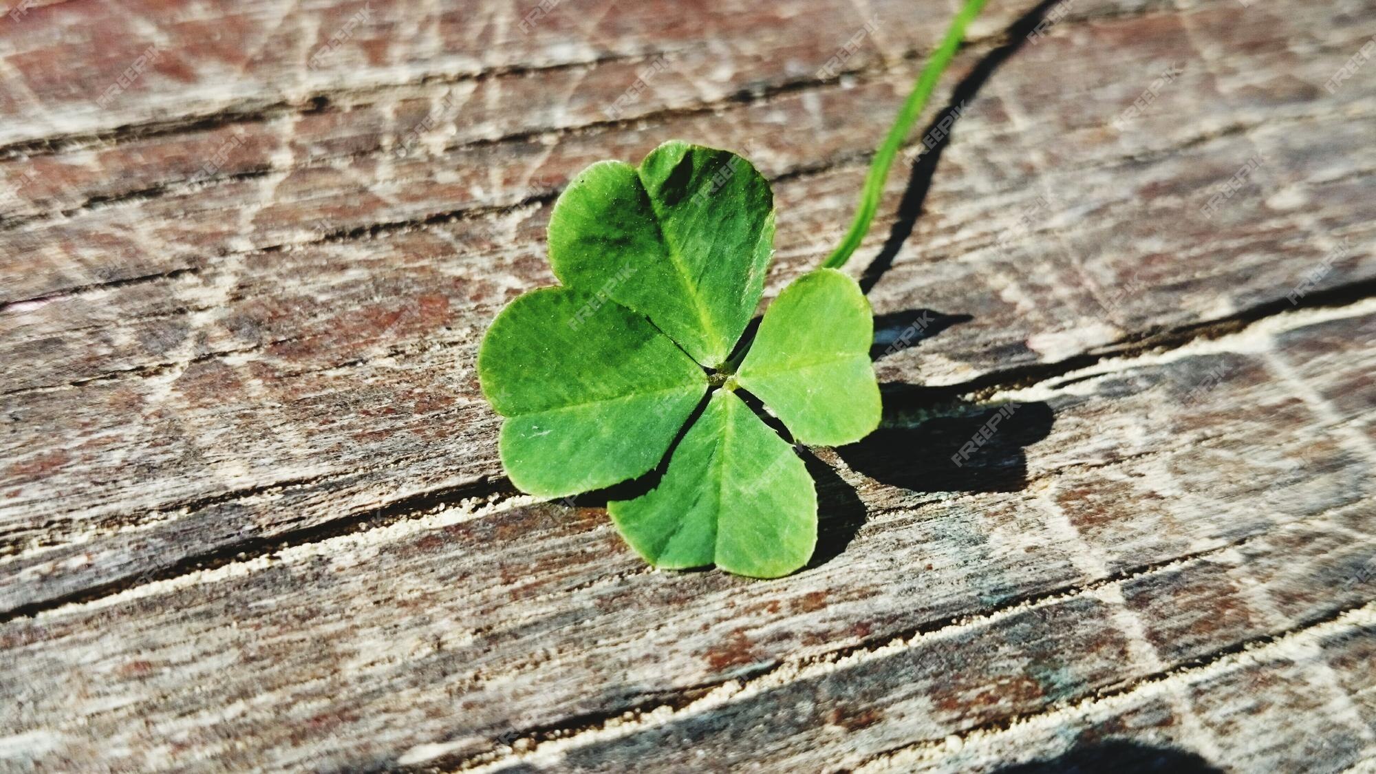 close-up-plant_1048944-4268463